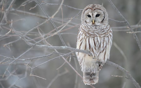 white owl or Barred owl - owls, bird, birds, winter, varia, barred owl, perch, tree, striks, owl, white, nature, white owl, cold, seasons, animals