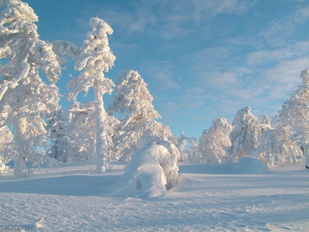 Winter Beauty - beauty, winter, nature