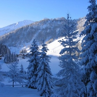 Snow Covered Trees