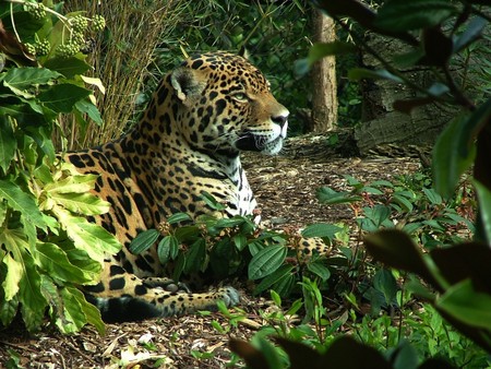 Jaguar  - ground, trees, jaguar, forest, cat