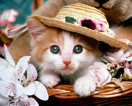 Kitten with Hat :)