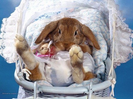 Bunny in a Carriage - carriage, rabbit, bunny