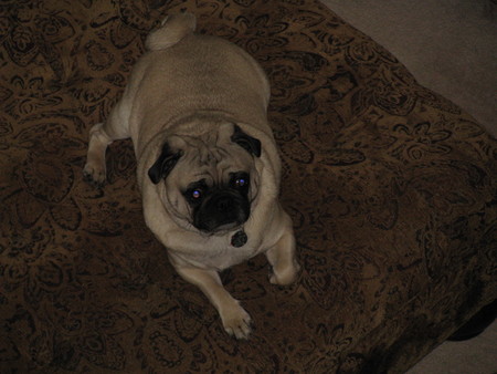 Pug in repose - pug