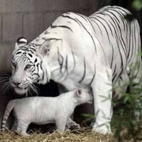 White Tigers