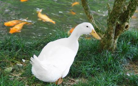 White Duck - white, duck, water, animal, fish, bird