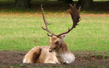 Deer - animal, deer, grass, antlers, wild, woods