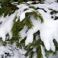 Snow on Fir