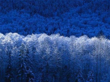 Winter Trees - windows xp, winter trees