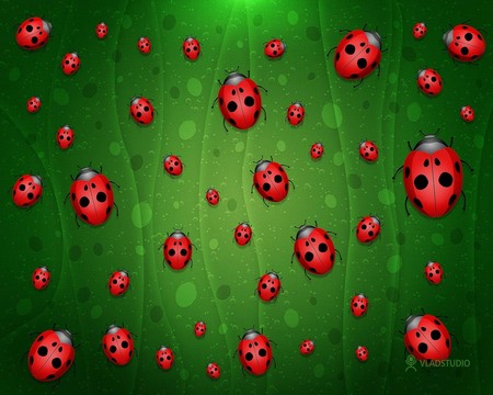 Lady Bugs - bugs, abstract, many, insect, animal, green, cute, ladybugs