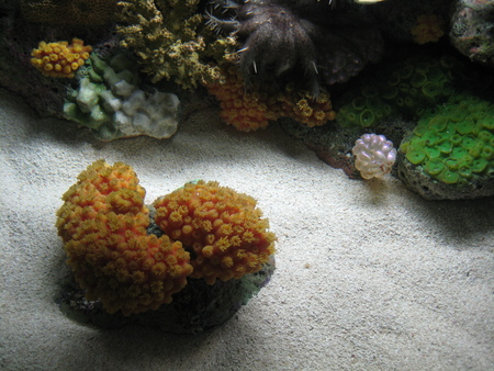 Shedd Aquarium Chicago - shedd aquarium, coral, aquarium, anemone, chicago