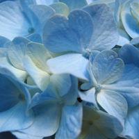 Blue Hydrangea (Close up)