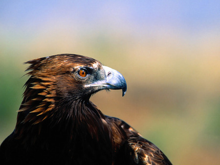 Águia - aguia, agle