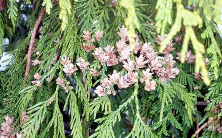 Cedar Cones - widescreen, forests, trees, cones, green, cedar, washington