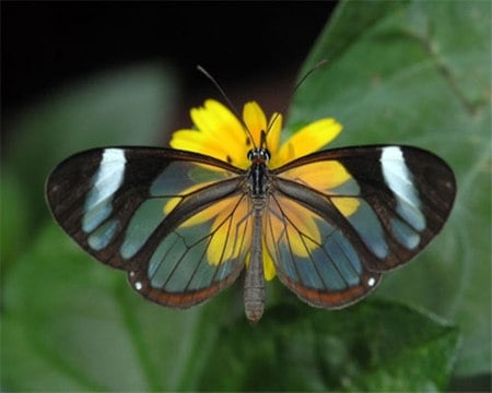 Tranpanent Butterfly - mexico, yellow flower, butterfly, panama, beautiful, wings, tranparent, central america