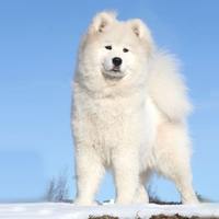 North Greenland Dog