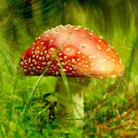Polka Mushrooms / Fliegenpilz / Fly Agaric
