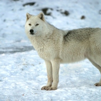 A Wolf in Omega Park (wds)