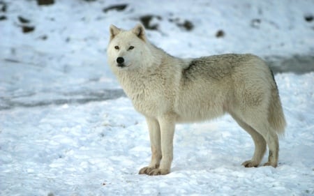 A Wolf in Omega Park (wds) - wolf, white, omega park, photography, wds, winter, widescreen