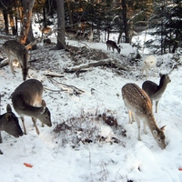 Deers + 1 Albino Deer (wds)