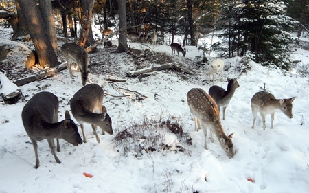 Deers + 1 Albino Deer (wds) - feeding, vermont whitetail picnic, photography, wds, winter, deer, widescreen