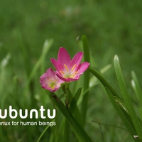 Flowers and Grass