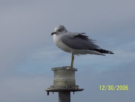 sea gull - beach, seagull, ocean, hhi