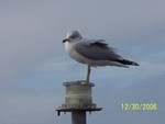 sea gull