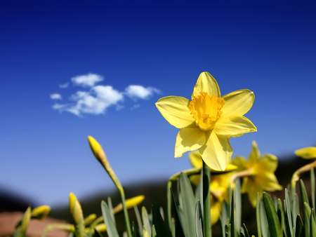 Daffodi - sky, yellow, daffodil, flower, spring