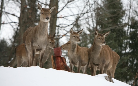 Parc Omega - widescreen, winter, deer, photography, wds