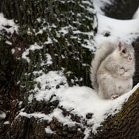 Mother Squirrel with Winter Camouflage