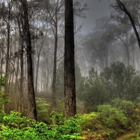 Nature Forest Landscape (WDS)