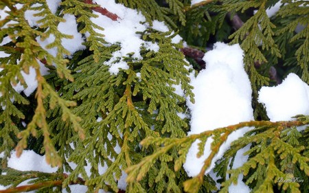 Snow Fall on Cedar - widescreen, winter, snow, cedar, washington, tree