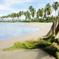 Exotic beach sand wood palm trees