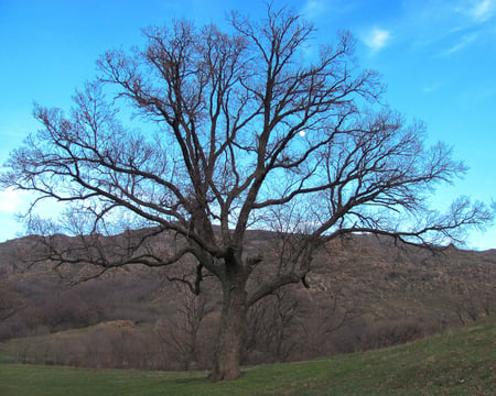 Spring to Macin - nature, macin, forest, zavaidoc, mountains, tree, spring