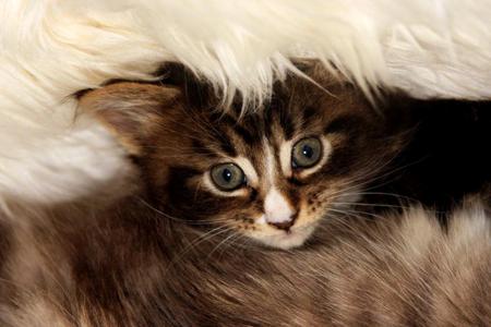 Walrus - white, male, brown, tan, maine coon, kitten