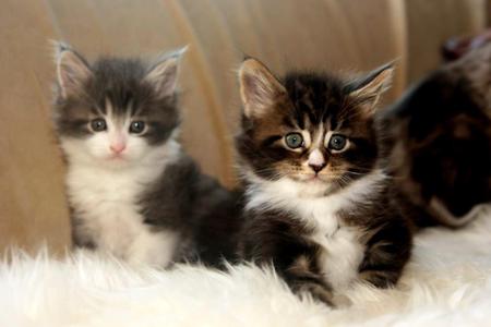 The Carpenter And The Walrus - white, maine coons, brown, grey, kittens, maine coon