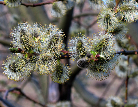 Buds in Macin - nature, buds, macin, zavaidoc, green, flowers, spring