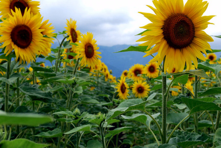 Sunnies For Barb  - sunflowers, for barb, field, yellow