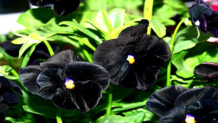 Black Lady - nature, romantic, caring, tulips, flowers, black, loving