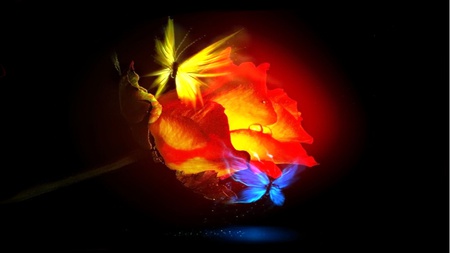 Ember Rose Butterfly Love - glow, butterfly, abstract, romantic, caring, flowers, rose, loving