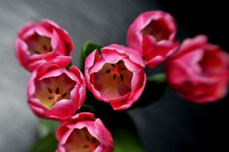 Pink Tulips  - light, tulips, tulip, flowers, flower