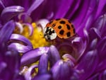 Ladybird  digital desktop wallpapers. jpg