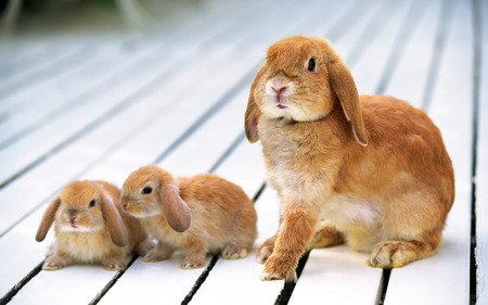 Easter bunnies  rabbits. jpg - two, babys  bunnies, mother, babies, awww, rabbits, three, rabbit, brown, twins, bunnies, floppy ears, sitting deck, babys, cute, lopears