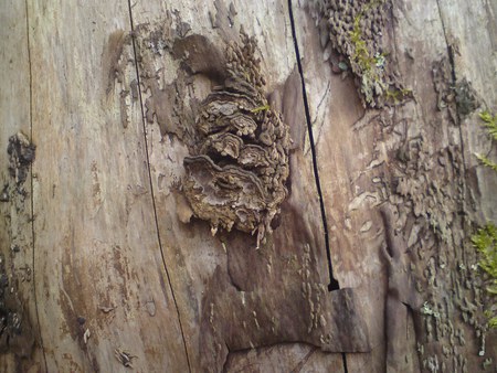 wood forest - nature, wood, forest