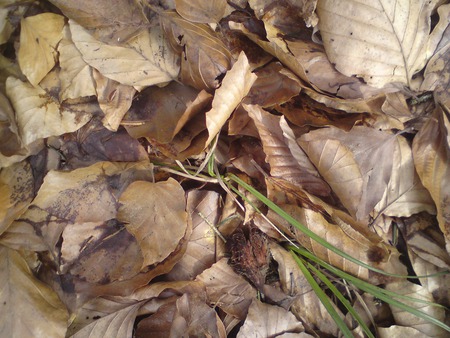 leaves - leaves, nature, forest