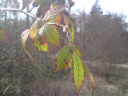 blackberry branch - blackberry branch, nature