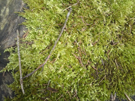 moss - nature, moss, forest