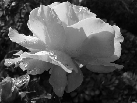 Black and White Rose, in the rain - rose, raindrops