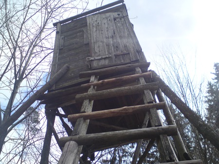 who's inside - raised hide, forest, nature