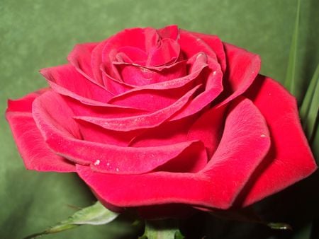 Red Rose - rose, flower, red, beautiful